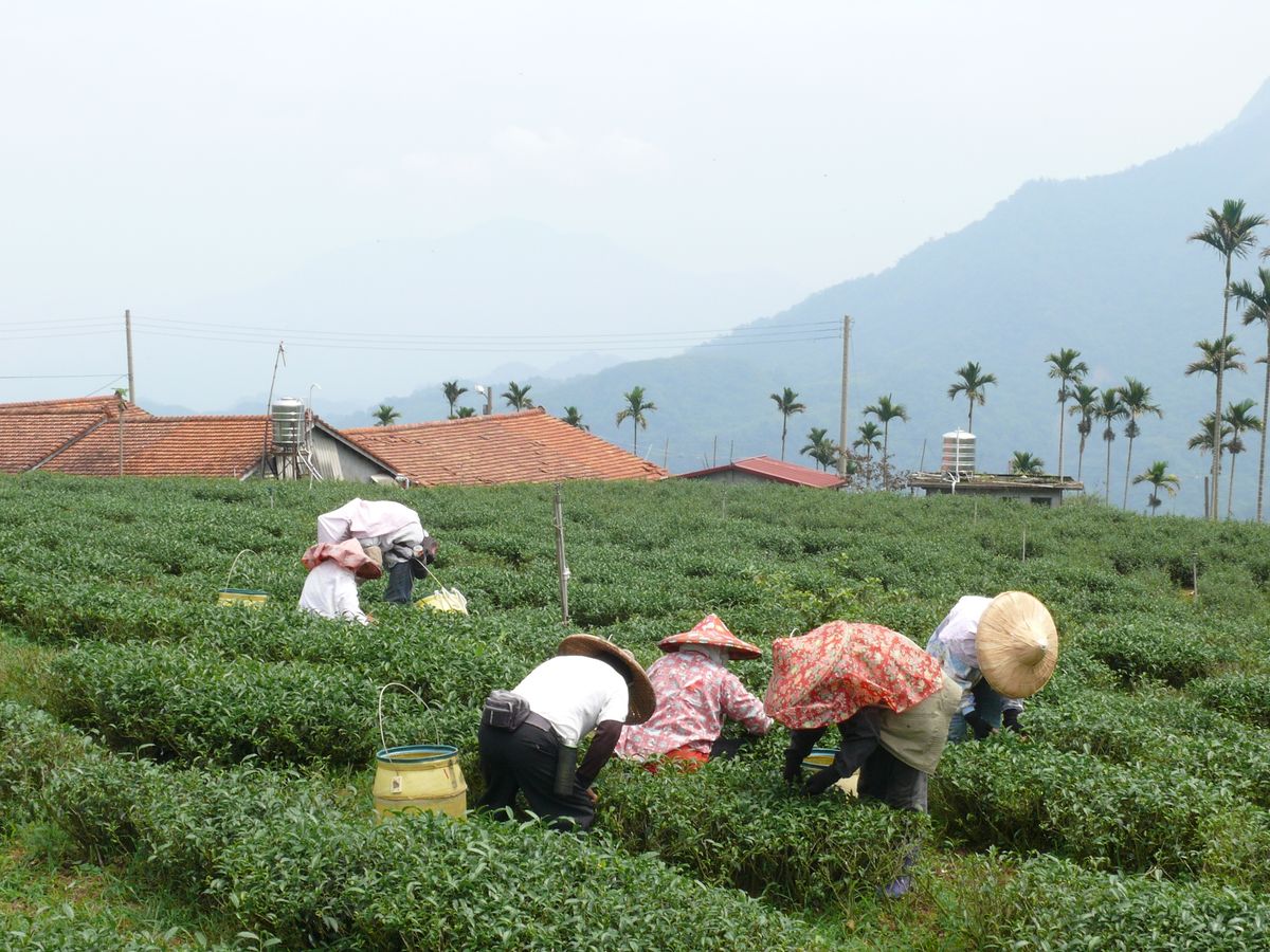 ESG茶葉是什麼？從企業永續到一杯茶的選擇