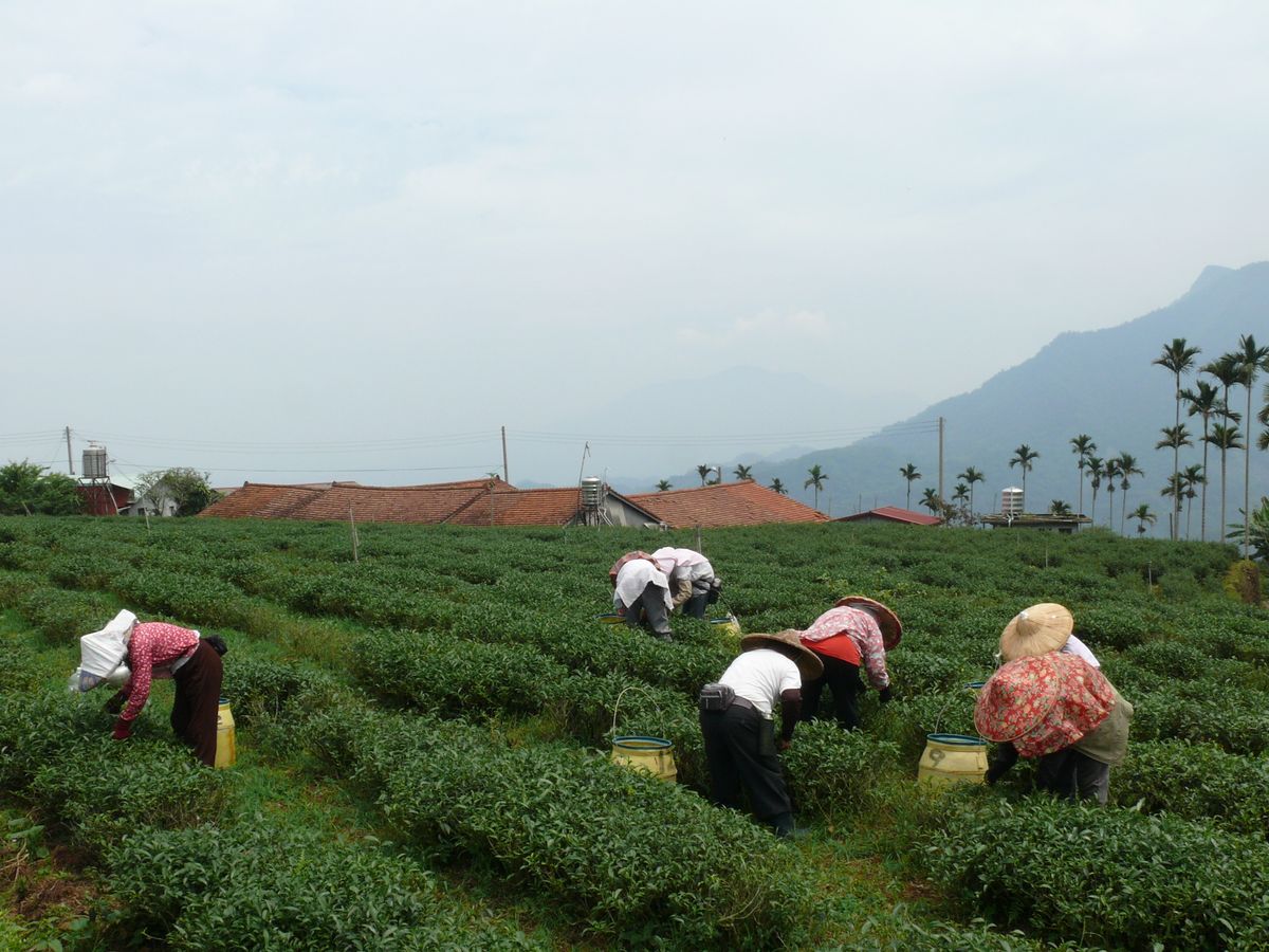 鹿谷茶是什麼？深入解析「凍頂烏龍」產地魅力與台灣茶獨家特色
