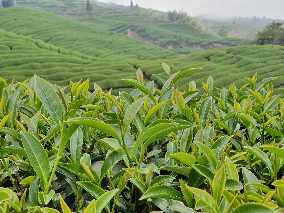 企業送禮推薦｜為何高端茶禮成為 2026 商務送禮新寵？展現企業品味的 3 大理由