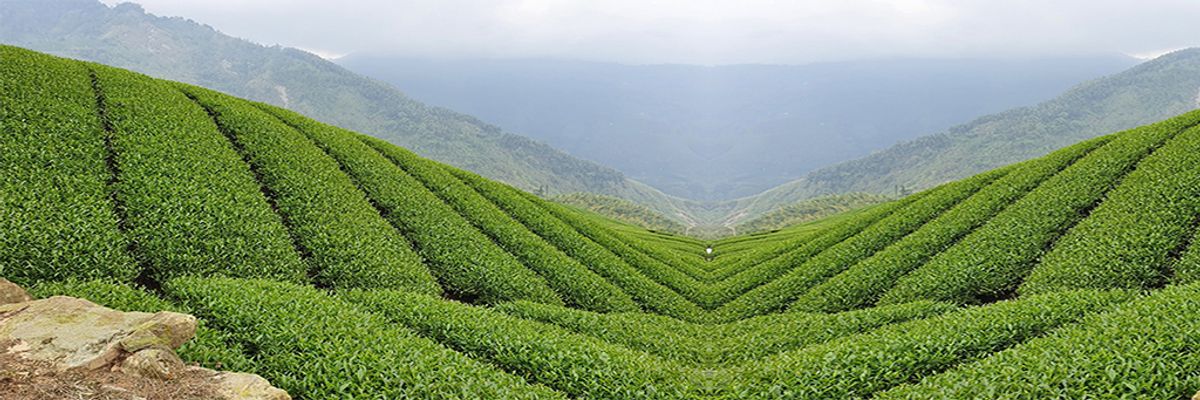 高山茶是什麼茶？了解常見的高山茶種類、產地與價錢區分