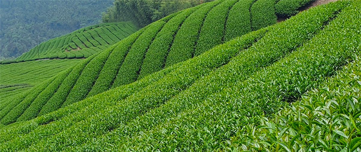 凍頂烏龍茶怎麼挑？專家教你 3 個關鍵，選出正宗高品質台灣好茶