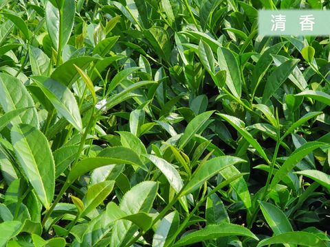【杉林溪茶(清香)】-環保系列