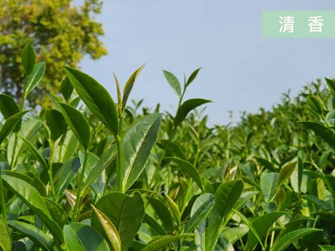 【梨山茶(清香)】-環保系列