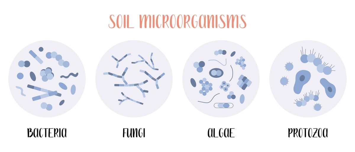 How does beneficial Soil Microorganism help in plant growth?