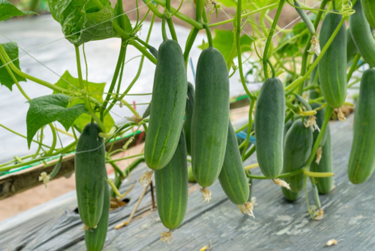 Cucumber plants