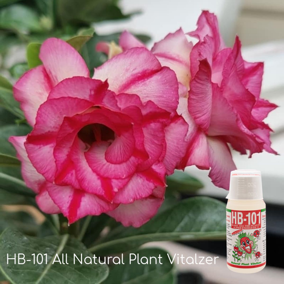 HB-101 Promotes Flowering