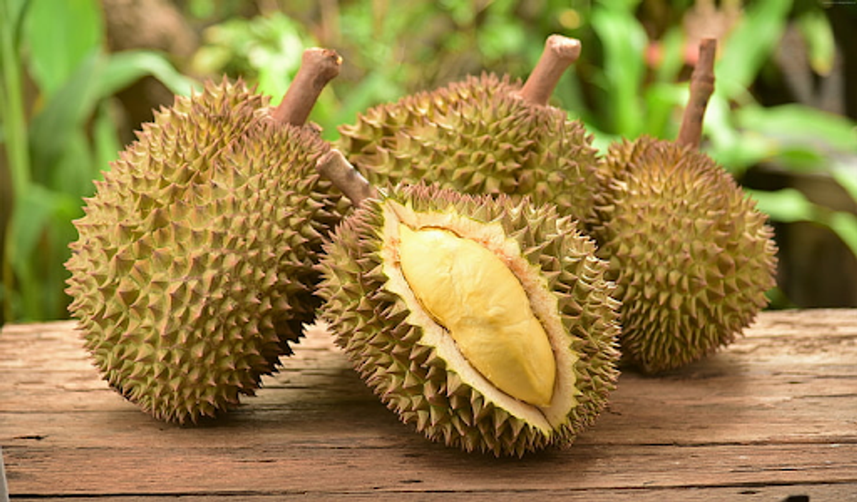 Durian farming in Malaysia: All you need to know