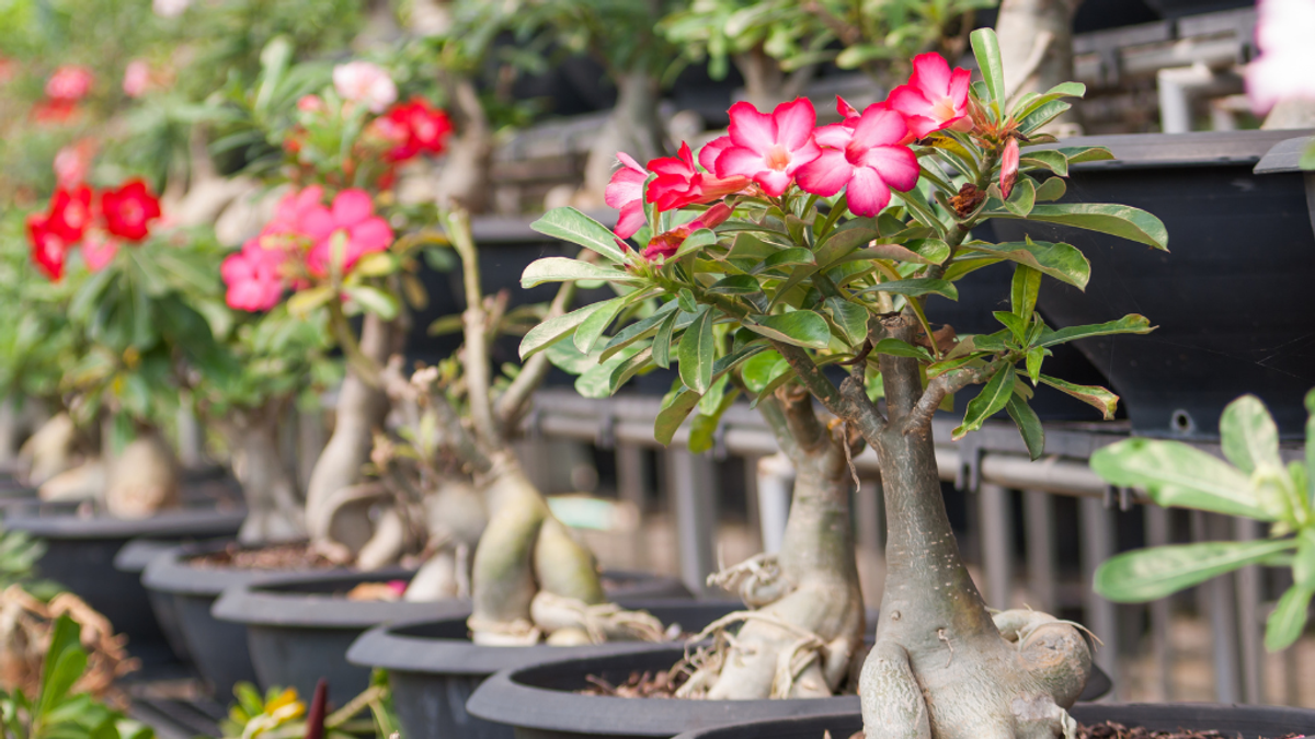 Bottle-tree desert rose (Adenium obesum socotranum) endemic to