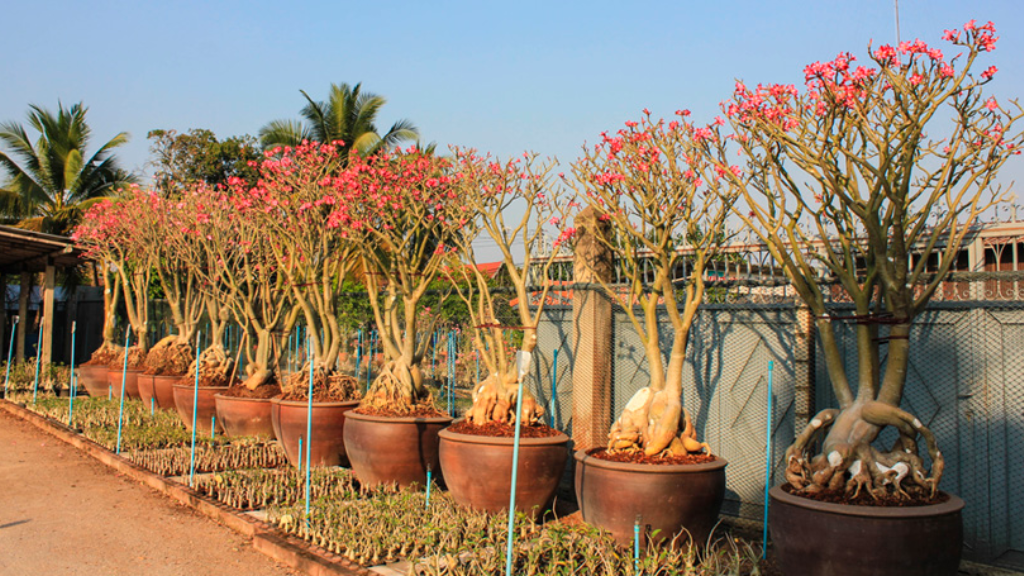 Adenium Godji HB 