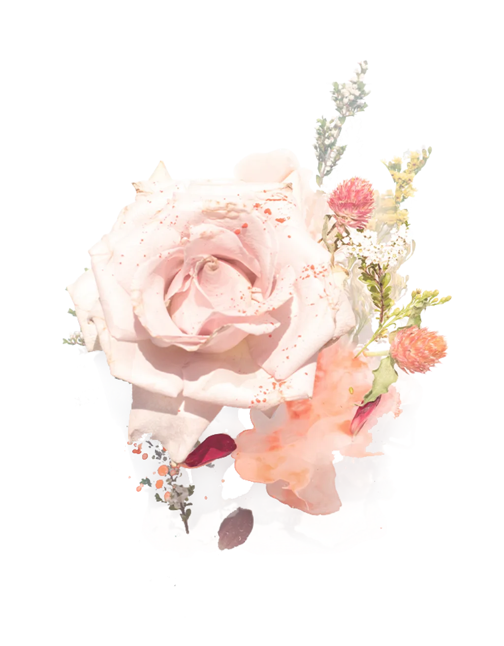 MOR-Collection-header-B-710x910px-1.png