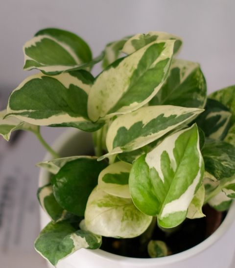 DSCF8438.jpg