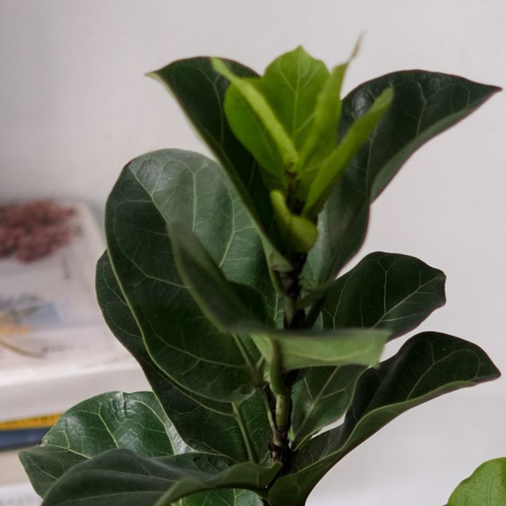 DSCF8448.jpg
