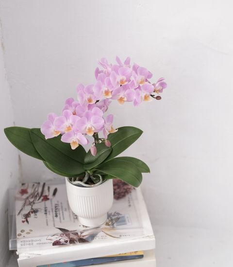 DSCF8629.jpg