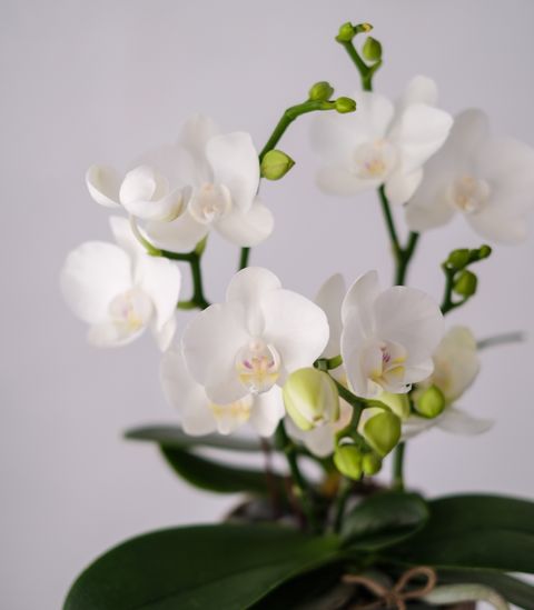 DSCF8636.jpg