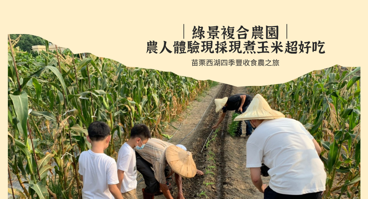 苗栗西湖四季豐收食農之旅|綠景複合農園|農人體驗現採現煮玉米超好吃