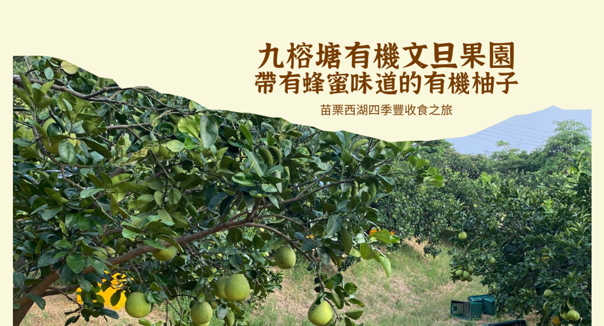 苗栗西湖四季豐收食之旅|九榕塘有機文旦果園|帶有蜂蜜味道的有機柚子