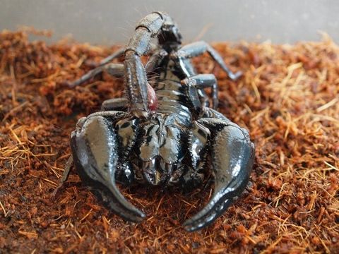 s-p5147327_orig (1).jpg