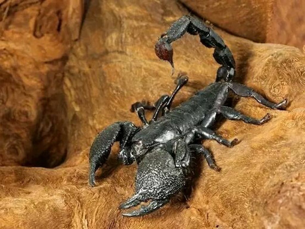 Emperor Scorpion (Pandinus imperator) Dimensions & Drawings