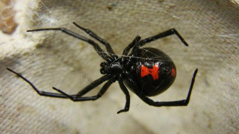 Adult_Female_Black_Widow-56a51fd15f9b58b7d0daf123.jpg