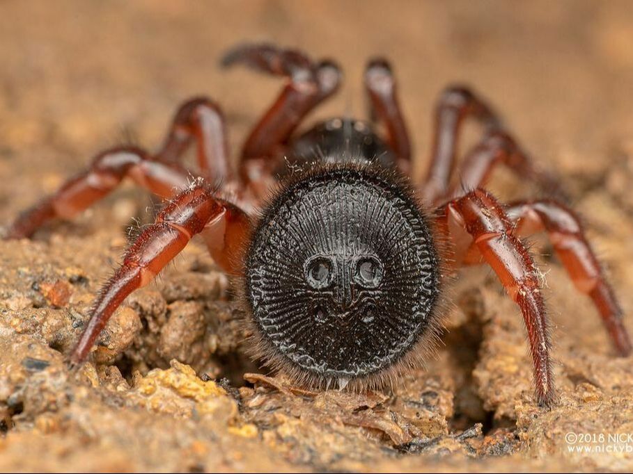 Spider  Cyclocosmia sp ricketti / latusicost (Chinese hourglass trapdoor