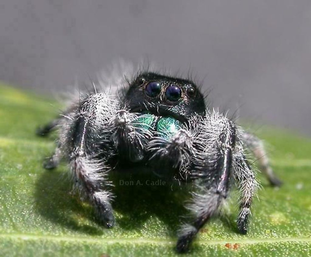 Sub-Adult Male Regal Jumping Spider
