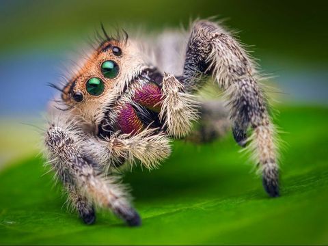 female-jumping-spider-phidippus-regius-florida_2.jpg
