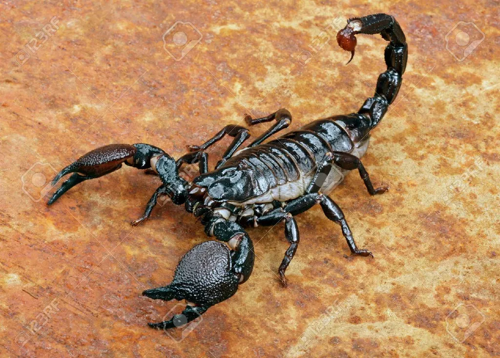 36439585-emperor-scorpion-pandinus-imperator-on-rusty-background-.jpg