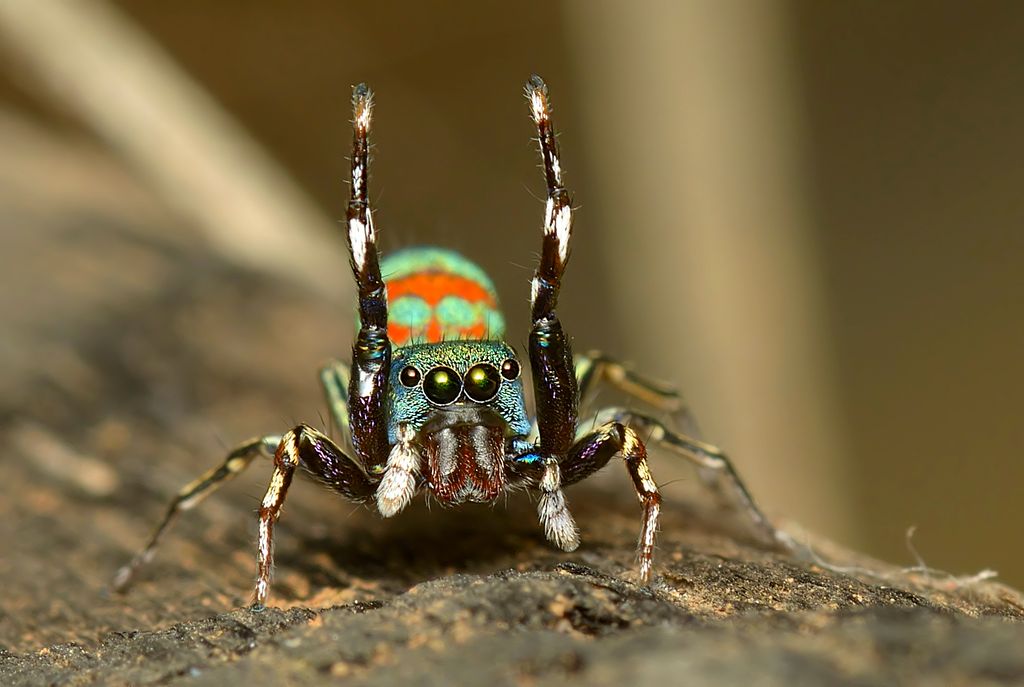 Chinese Jumping Spider ( Siler cupreus ) - Live Arrival Guarantee