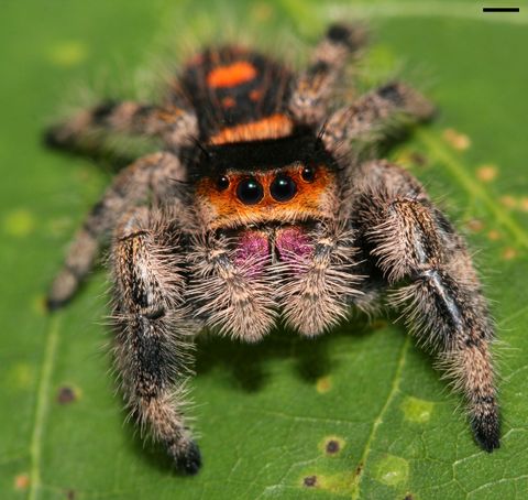 Phidippus_regius_7512.jpg