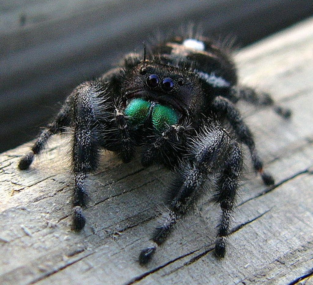 Sub-Adult Male Regal Jumping Spider