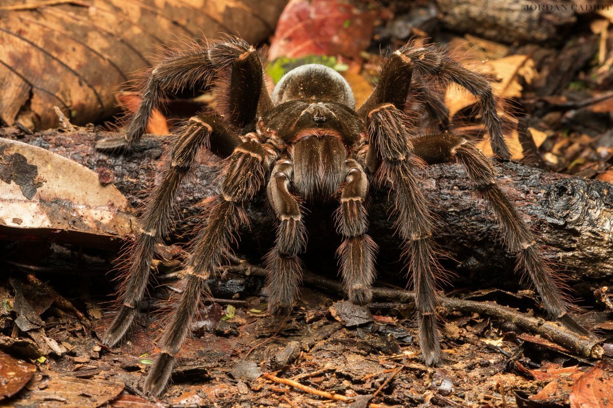 Theraphosa blondi (Goliath birdeater tarantula) – Scorpo Hunter