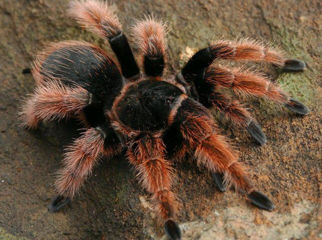 pink tarantulas