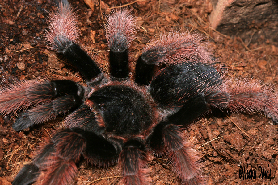Brachypelma klaasi (Mexican pink tarantula) – Scorpo Hunter