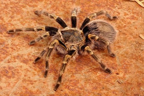 depositphotos_13124314-stock-photo-chaco-golden-knee-tarantula.jpg
