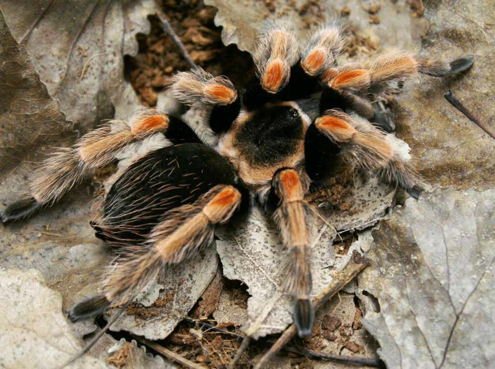 Brachypelma baumgarteni (Mexican orange beauty tarantula) – Scorpo