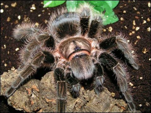 Curly-Hair-Tarantula.jpg