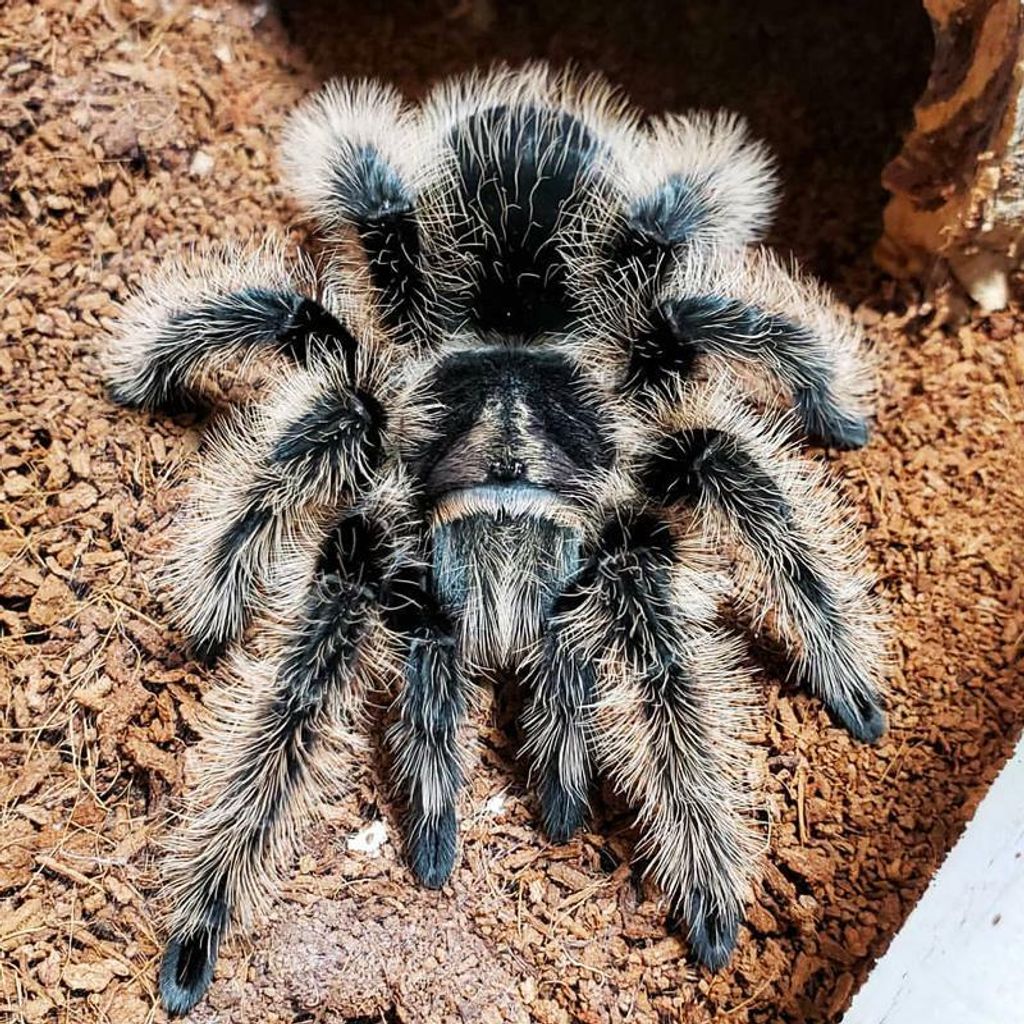 BrachypelmaAlbopilosumNicaraguan_b5adf494-ce5c-4190-9761-6fc93680a8ed_800x.jpg