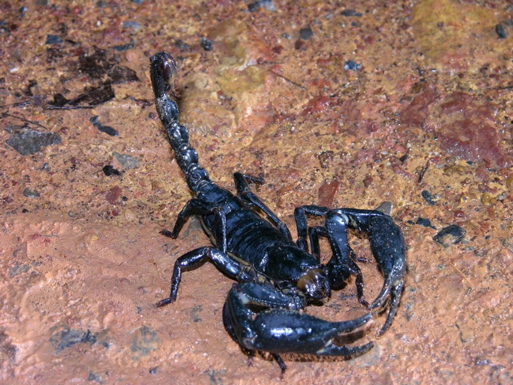 Heterometrus cimrmani 03 - Khao Pra Bang Khram WS.jpg