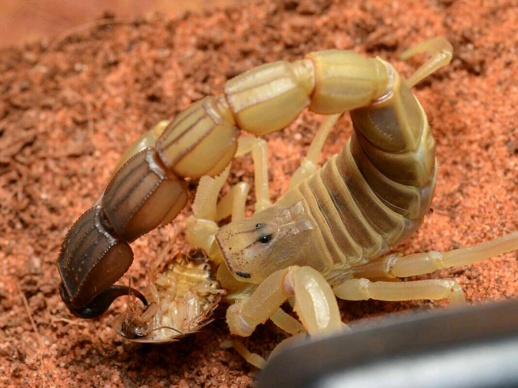 Androctonus australis (Yellow fat tailed scorpion) – Scorpo Hunter