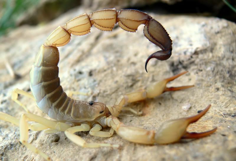 Androctonus australis (Yellow fat tailed scorpion) – Scorpo Hunter