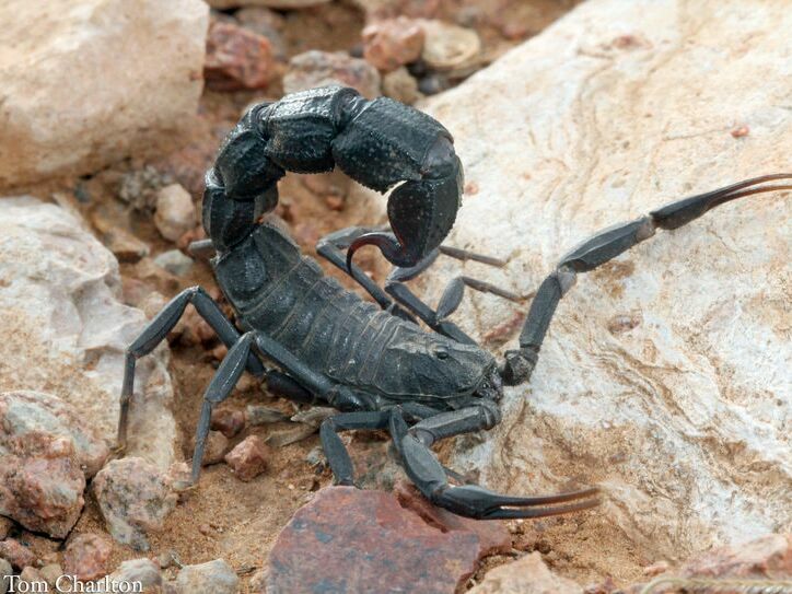 Scorpions – Scorpo Hunter
