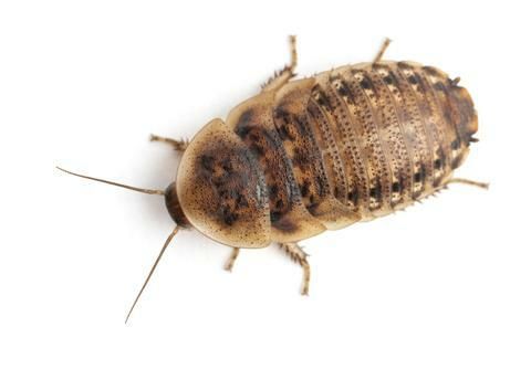 photodune-3859411-cockroach-against-white-background-l_be73674e-4708-493f-8564-0290e6ad1319_480x480.jpg