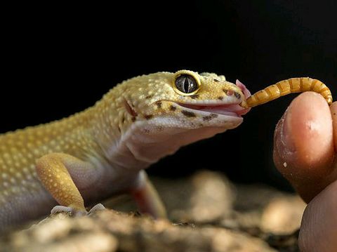 1586111009479_orig (1).jpg