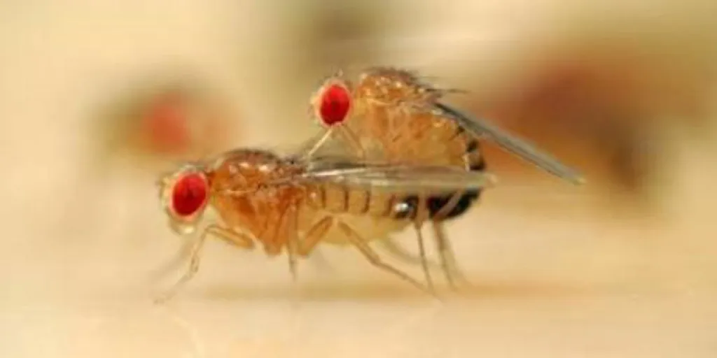 unraveling-the-female-fruit-fly-mating-circuit-l.jpg