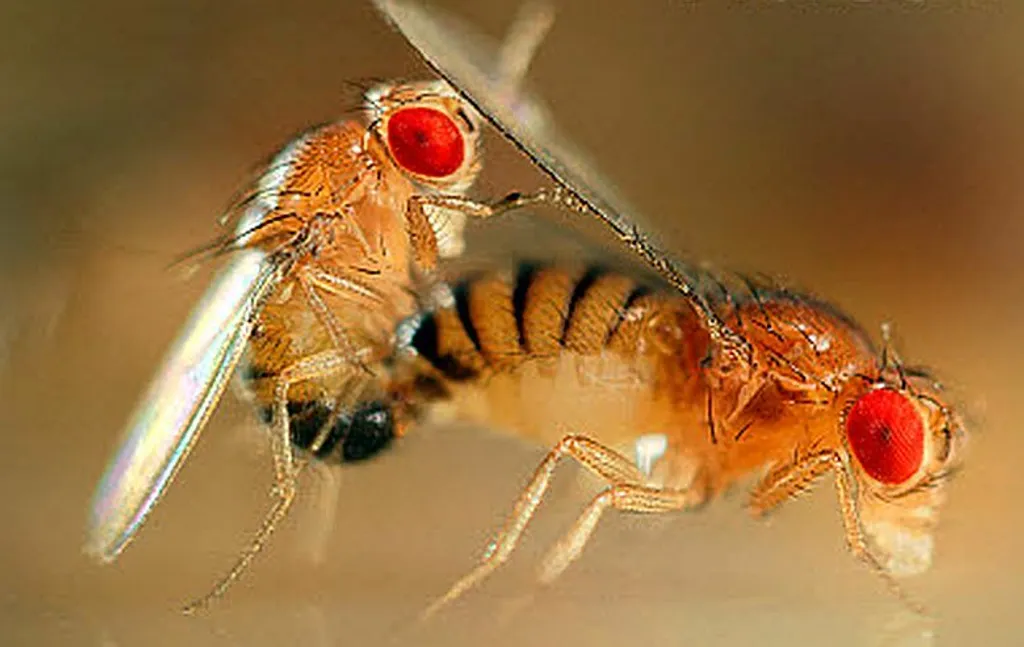 Fruit-Flies-Mating.jpg