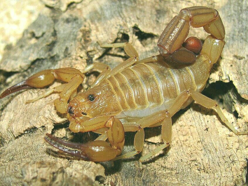 Scorpions – Scorpo Hunter
