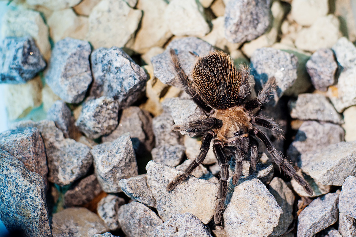Tliltocatl verdezi (Mexican rose grey tarantula) (ex Brachypelma