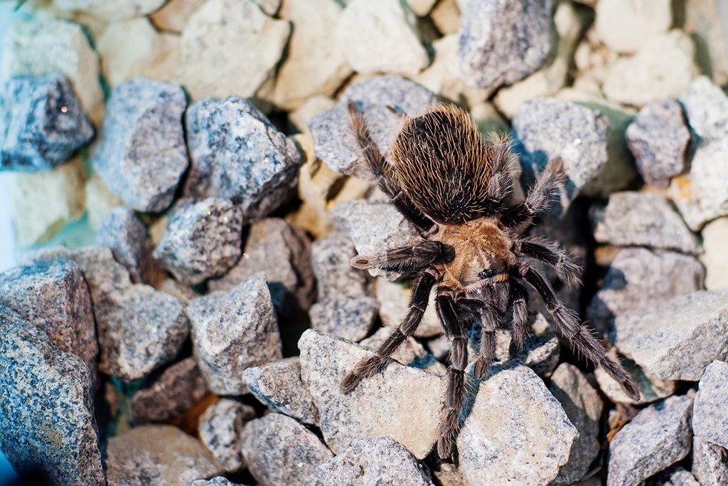 Brachypelma-verdezi-2-copy.jpg