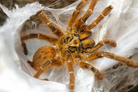 Pterinochilus-murinus-RCF-scaled.jpg