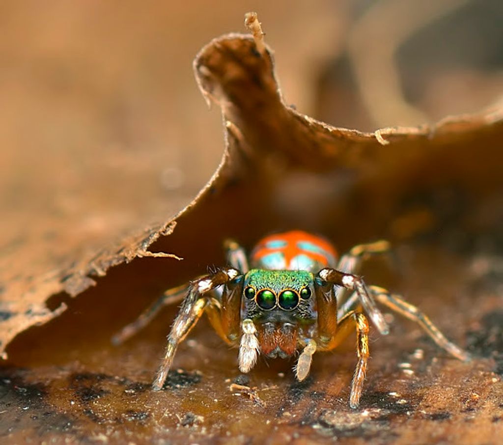 Chinese Jumping Spider ( Siler cupreus ) - Live Arrival Guarantee